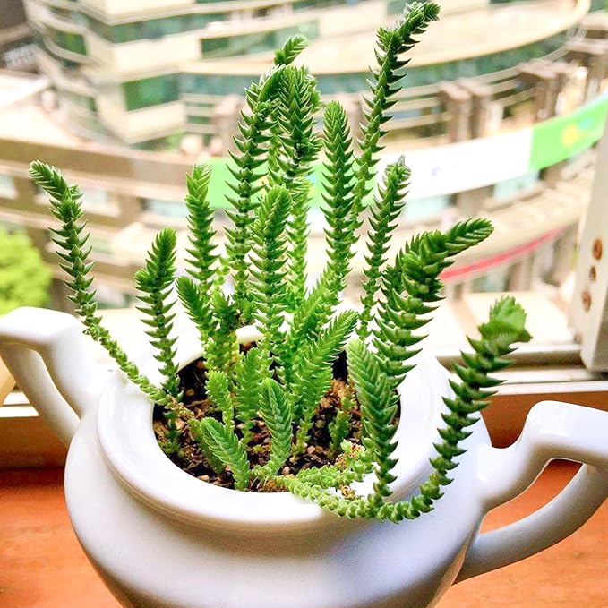 Sprout N Green Watch Chain, Live Crassula muscosa Succulent Plant Fully Rooted in 4" Pot, Home Office Indoor Outdoor Wedding Decoration DIY Projects Party Favor, Easy to Care, Keep Away from Pets