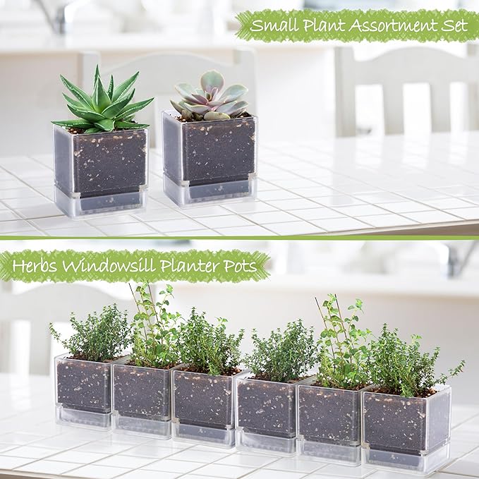 D'vine Dev 4 Inch Herb Planter Pots, Acrylic Planter with Drainage Holes and Saucer, Modern Decorative Gardening Pot for Indoor Plants, Herbs, Succulents, Clear, Set of 6, 76-Y-D-6