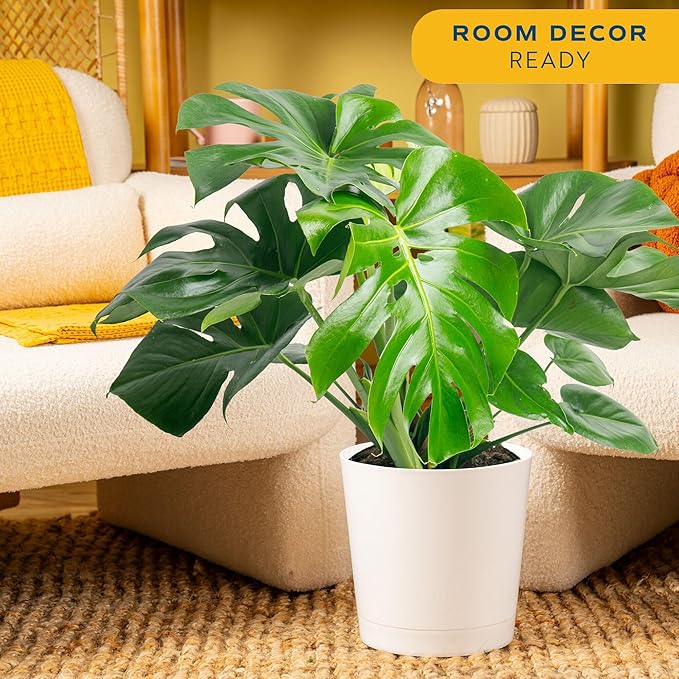 Costa Farms Monstera, Swiss Cheese Plant Live Plants in Decorative Pot,Large Indoor Houseplant, Perfect for Home, Room, or Office Decor, Great House Warming or Birthday Gift, 2-3 Feet Tall, Pack of 2
