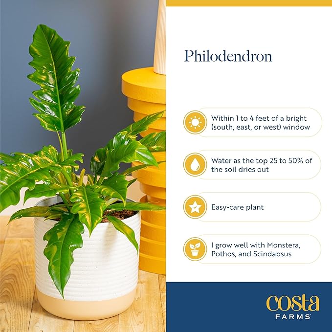 Costa Farms Philodendron Ring of Fire Live Plant in Self Watering Pot, Air Purifying Indoor Houseplant, Home, Room, or Office Decor, House Warming or Birthday Gift, 12-18 Inches Tall