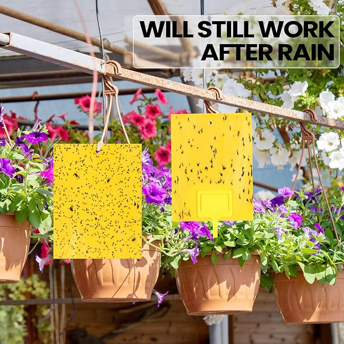 Qualirey 250 Pcs 6 x 8 Inch Sticky Traps for Gnats Dual Sided Fruit Fly Sticky Traps for Indoor and Outdoor Plant with Twist Ties and Plastic Holders for Flying Plant Insect, Fungus Gnats (Yellow)