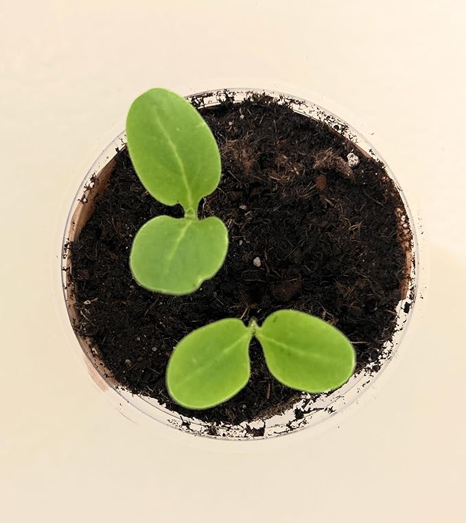 Herb Growing Kit | Indoor Herb Garden Starter | Premium Seeds and Soil | 3 Pack of Herbs | Multiple Combinations Available | (Salad Trio: Arugula Spinach Radish)