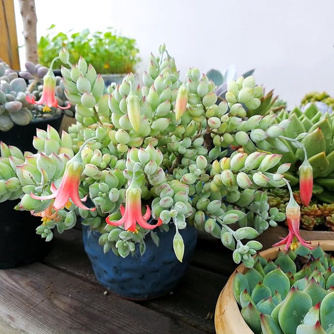 Sprout N Green Cotyledon Pendens, Live Succulent Fully Rooted in 4" Pot with Soil, Trailing Plant for Home Office Wedding Indoor Outdoor Hanging Decor DIY Project Party Favor, Keep Away from Pets