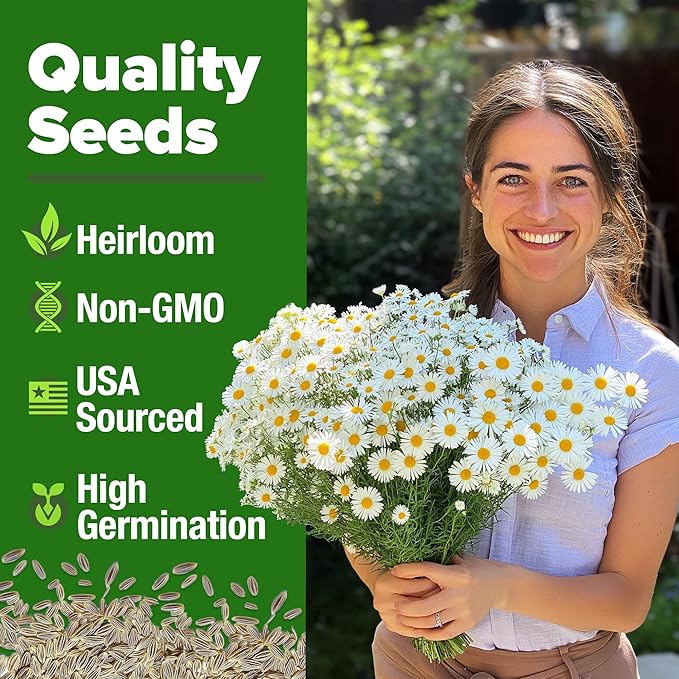 HOME GROWN German Chamomile Seed Pack – 4,560 Heirloom Seeds for Planting for Sustainable Gardens and Soothing Medicinal Herbal Teas (Matricaria chamomilla)