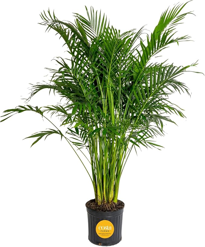 Costa Farms Cateracterum Cat Palm Extra Large Live Plant in Plastic Pot, Large Indoor Houseplant, Perfect for Home, Room, or Office Decor, Great House Warming or Birthday Gift, 5-6 Feet Tall