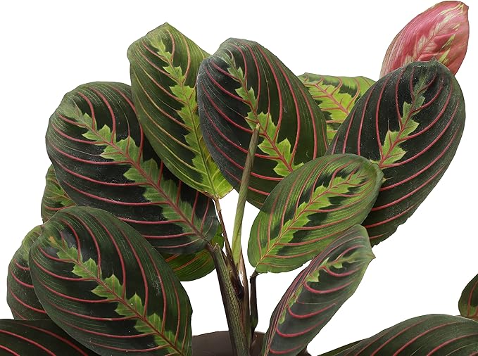 Thorsen's Greenhouse Prayer Plants Set of 2, Maranta leuconeura, Pet Safe Plants, Low Light Plants, Live Indoor Plants, 4" Diameter Plants, Classic Pots (White)