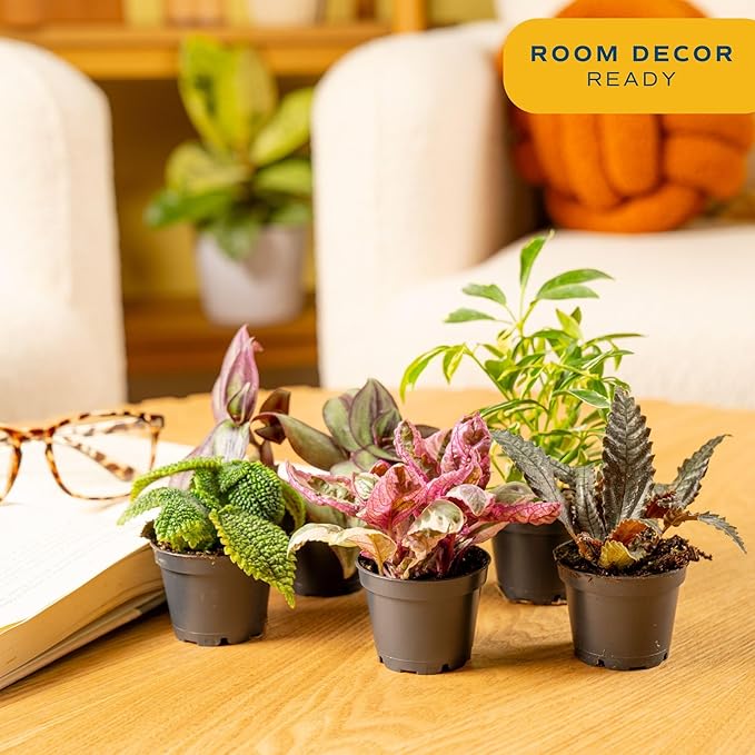 Costa Farms Live Mini Indoor Plants in Plastic Pots, Easy to Maintain, Air Purifying Houseplants, Home, Room, or Office Decor, House Warming or Birthday Gift, 4-6 Inches Tall, Pack of 6