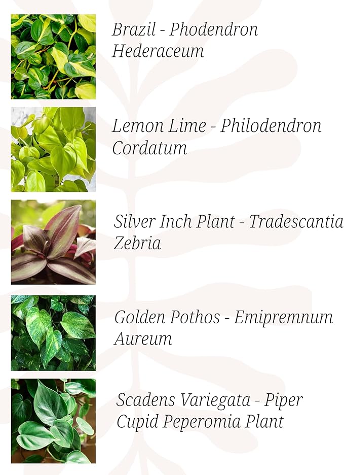 Indoor Plants, 4 Pack, Low Light Plants