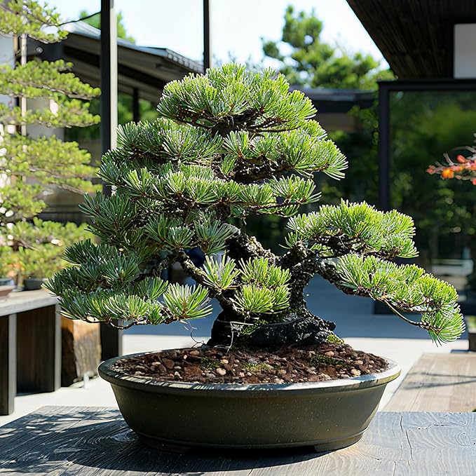 Premium Bonsai Soil 1qt- Aerated & Fast-Draining for Bonsai Pots, Promotes Healthy Growth