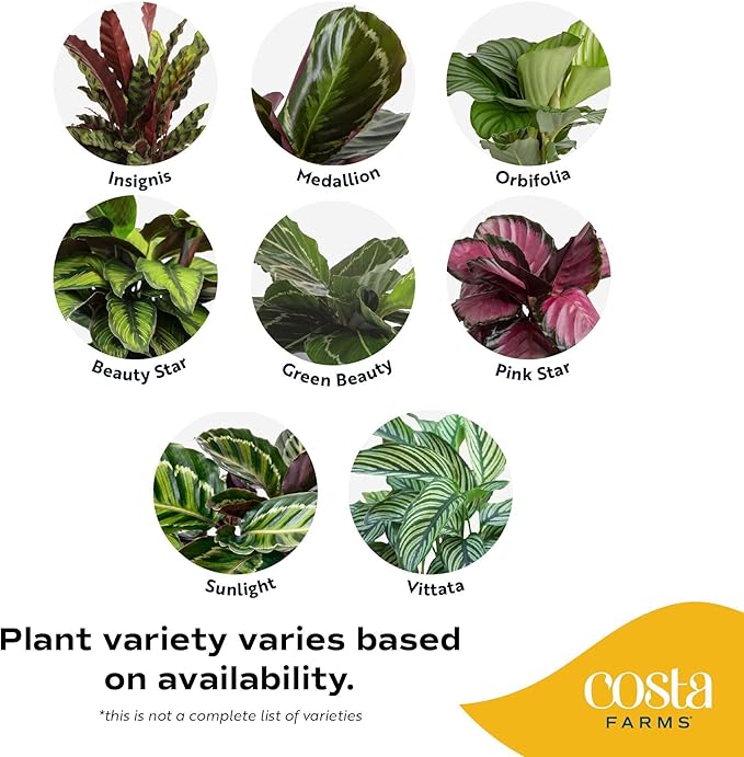 Costa Farms Calathea Live Plant in Decorative Pot, Indoor Houseplant, Perfect for Home, Room, or Office Decor, Great House Warming or Birthday Gift, 12-18 Inches Tall