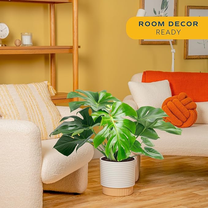 Costa Farms Monstera, Swiss Cheese Plant Live Plant in Decorative Pot, Large Indoor Houseplant, Perfect for Home, Room, or Office Decor, Great House Warming or Birthday Gift, 2-3 Feet Tall