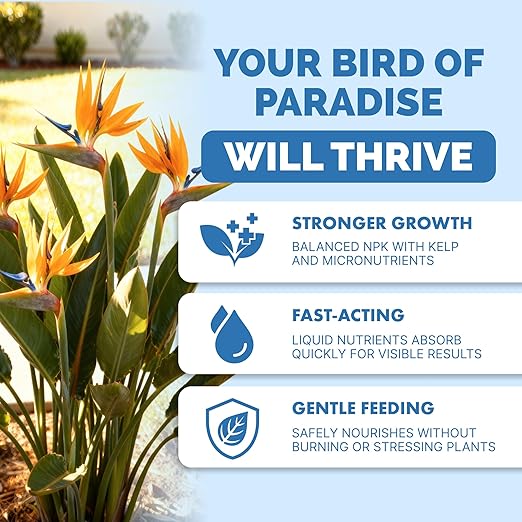 Bird of Paradise Fertilizer – Liquid Plant Food for Bigger Tropical Leaves, Stronger Roots & Healthy Upright Growth, 1 Gallon