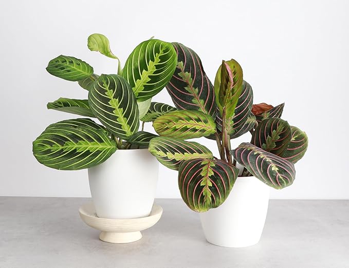 Thorsen's Greenhouse Prayer Plants Set of 2, Maranta leuconeura, Pet Safe Plants, Low Light Plants, Live Indoor Plants, 4" Diameter Plants, Classic Pots (White)