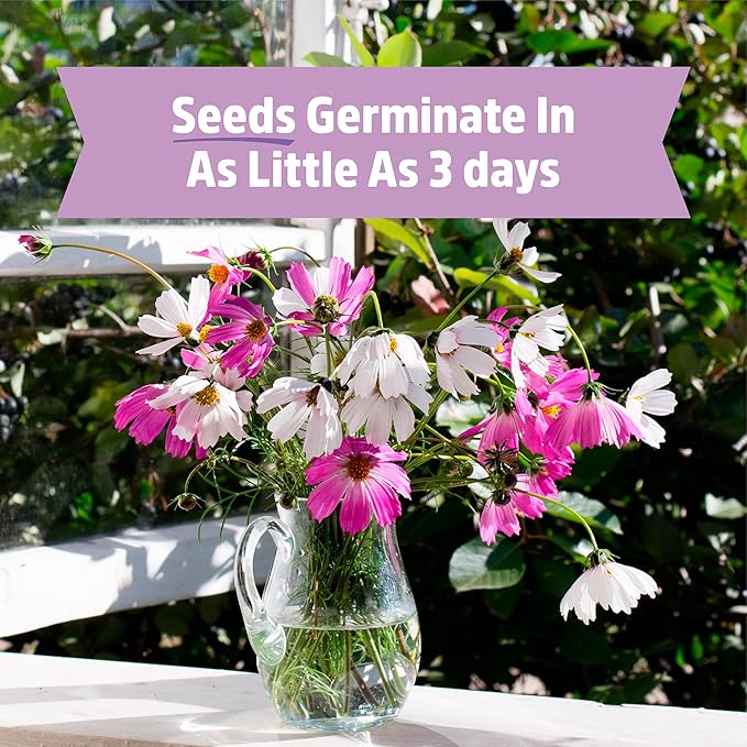 Back to The Roots Organic Cosmos Flower Grow Kit with Plantable Starting Pot Soil and Seeds