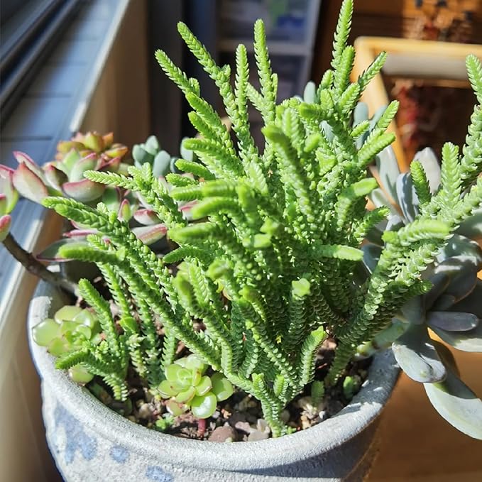 Sprout N Green Watch Chain, Live Crassula muscosa Succulent Plant Fully Rooted in 4" Pot, Home Office Indoor Outdoor Wedding Decoration DIY Projects Party Favor, Easy to Care, Keep Away from Pets