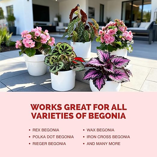 Begonia Fertilizer – Liquid Plant Food for More Blooms, Vibrant Color & Healthy Leaf Growth, 32 oz