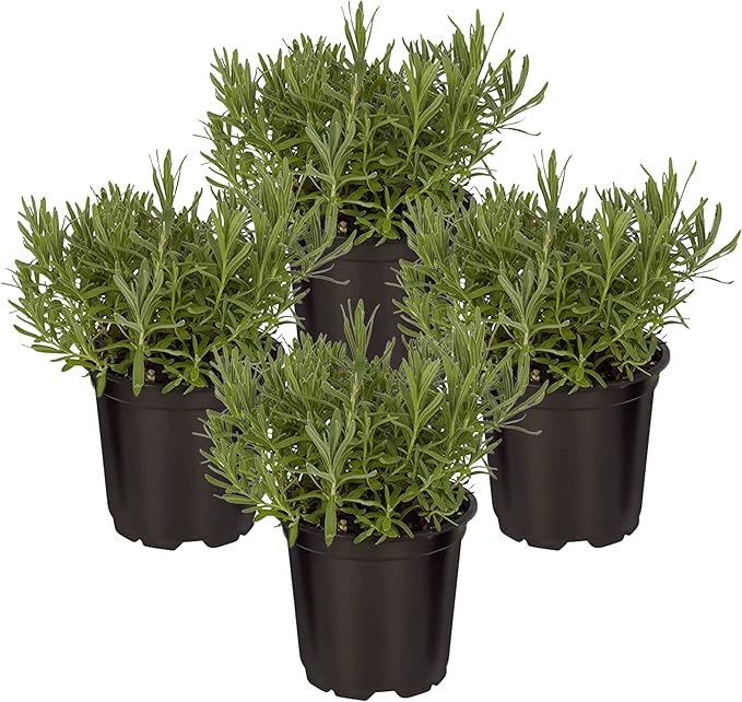 Live Aromatic and Edible Herb - Lavender (4 Per Pack), Natural Sleep Enhancer, 6" Tall by 4" Wide in 1 Pint Pot