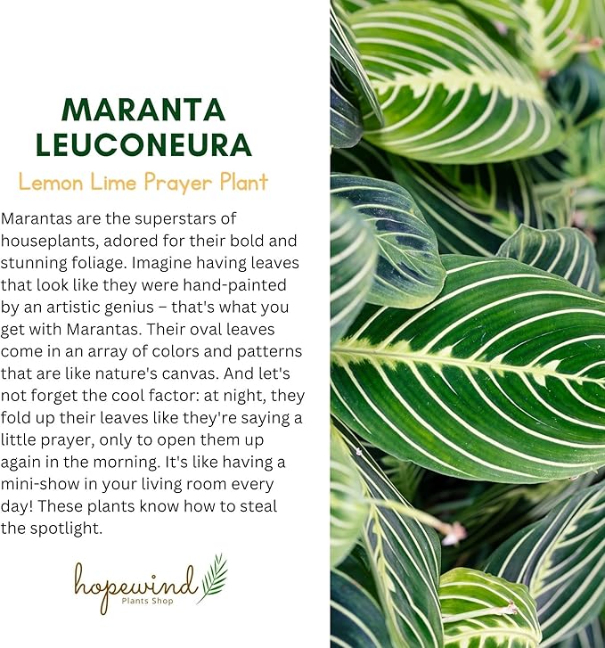 Live Plant, Lemon Lime Maranta Prayer Plant, Pet Friendly, Air Purifying Plant, Easy Care, Easy to Grow Live Indoor Plant, Houseplant, Rare Indoor Plant, Home Décor Pot (Nursery Pot)