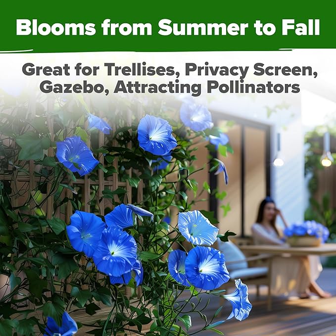 HOME GROWN Morning Glory Seeds,Heavenly Blue (2 Pack) 300 Heirloom Morning Glories Vine Seeds for Planting Ideal for a Flower Garden that Attracts Pollinators and Birds(Ipomoea Tricolor)