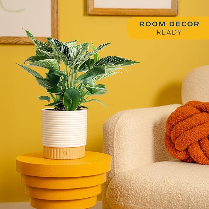 Costa Farms Philodendron Birkin Live Plant in Decorative Pot, Air Purifying Indoor Houseplant, Perfect for Home, Room, or Office Decor, Great House Warming or Birthday Gift, 12-18 Inches Tall