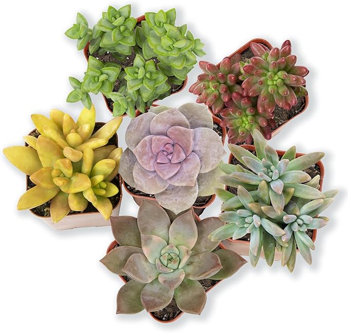 Altman Plants Specialty Live Succulent Plant (6 Pack), No Duplicates, Assorted Succulents Featuring Unique Colors & Shapes, 2 in Pots
