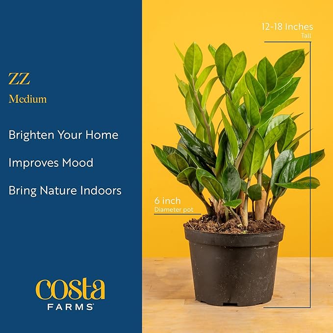 Costa Farms ZZ Live Plant in Plastic Pot, Easy to Maintain, Air Purifying Indoor Houseplant, Perfect for Home, Room, or Office Decor, Great House Warming or Birthday Gift, 12-20 Inches Tall