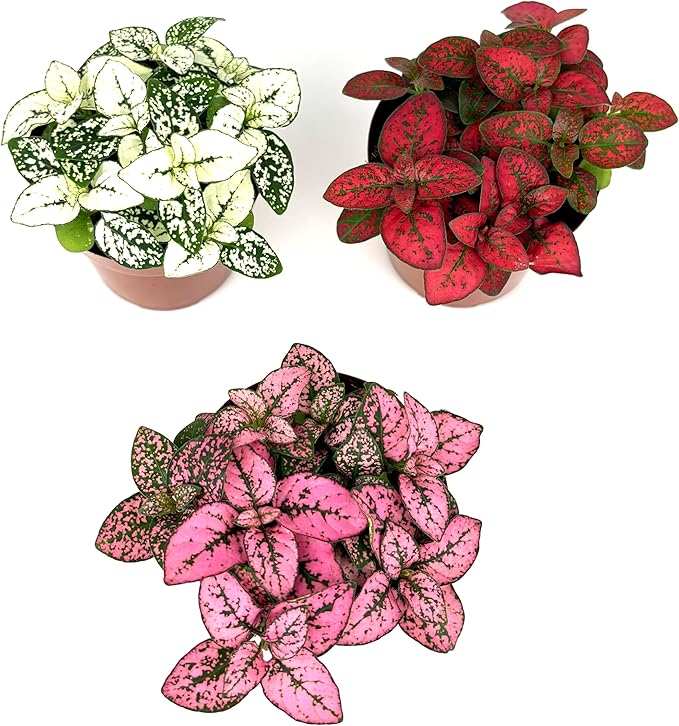 Hypoestes Splash Color Trio (Red, White, Pink Colors), Polka Dot Flamingo Plants, Live Potted House Plants Air Purifying, 3 Pack 2" Pots