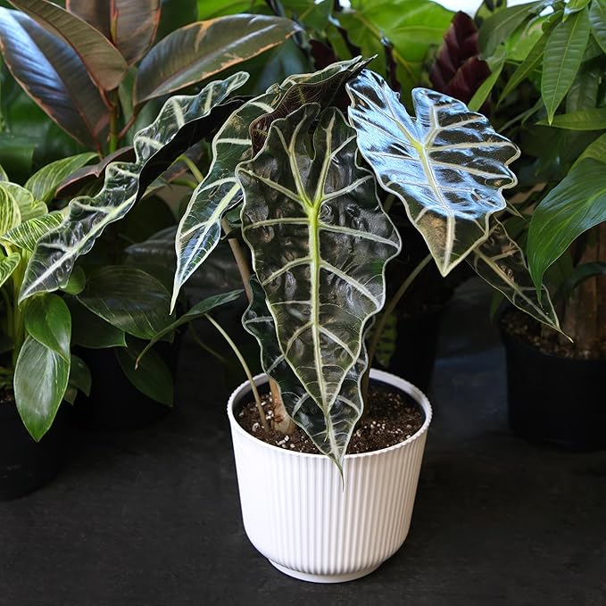 Altman Plants 'Polly' Alocasia Live Plant Decor in 6 Inch White Plastic Plant Pot, Elephant Ear Plant Gift & Desk Plant, Easy Plant & Indoor Plant, Air Purifying Plants in Indoor Potting Soil Mix