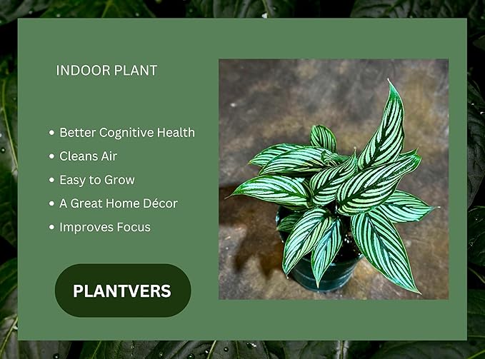 PLANTVERS Live Calathea Plant – Easy Care & Low Maintenance Tropical Houseplant – Air Purifying Indoor Plant for Low Light & Home Décor (Calathea Vittata 4" Grow Pot, 4" Grow Pot)