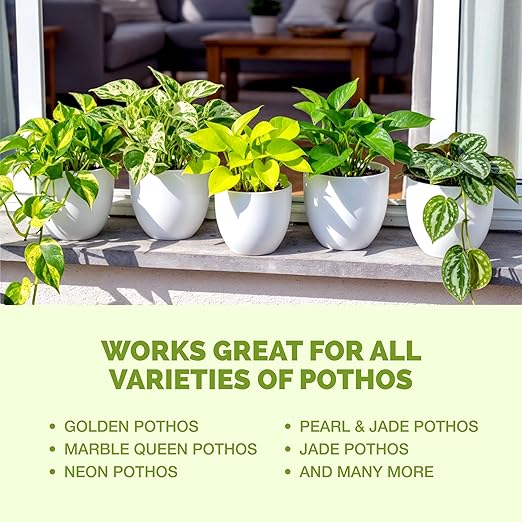 Pothos Fertilizer – Liquid Plant Food for Lush Growth, Stronger Roots & Vibrant Leaves, 32 oz
