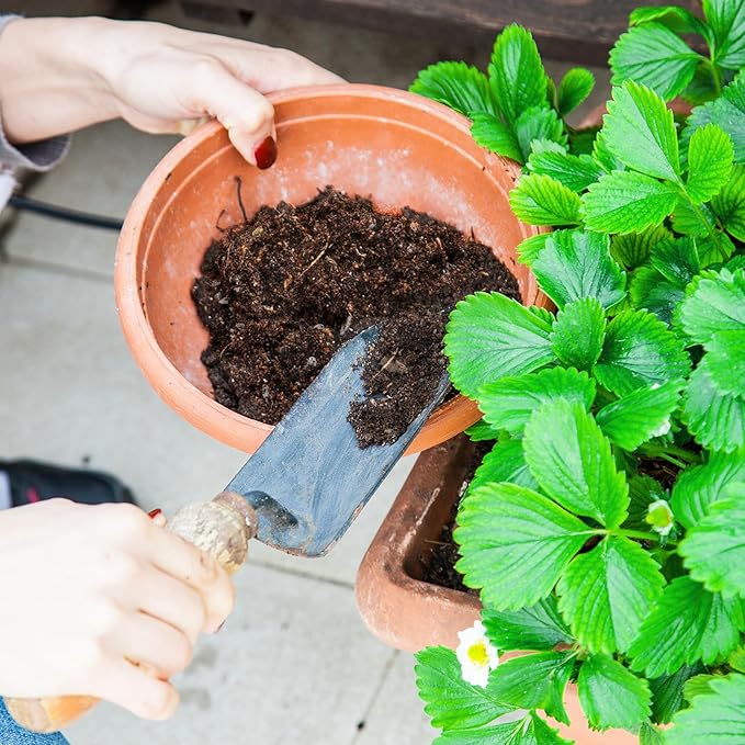 Doter Organic Strawberry Soil Mix 4qt, Indoor Plants Potting Mix for All Potted Strawberry, Grow Healthy houseplants Indoors