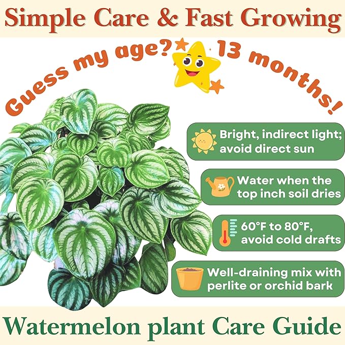 Dr. Lu’s Organic Watermelon Peperomia | Rare Peperomia Live Plant | Rooted Cute Watermelon Plant for Air Purifying | Easy Grow PeperomiaArgyreia in 4'' Nursery Pot