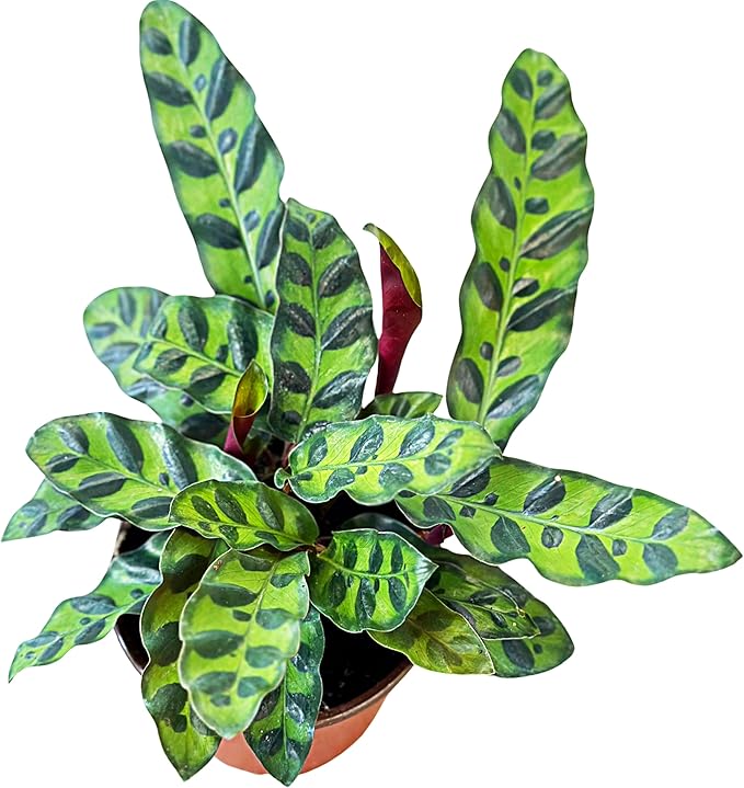 Rattlesnake Calathea Plant in 4" Pot - Live Rattlesnake Plant - Pet Safe Air Purifying Indoor Outdoor House Plants Flowers for Home Office Wedding Decor & Birthday Gift (Large)(Heat Pack Included)