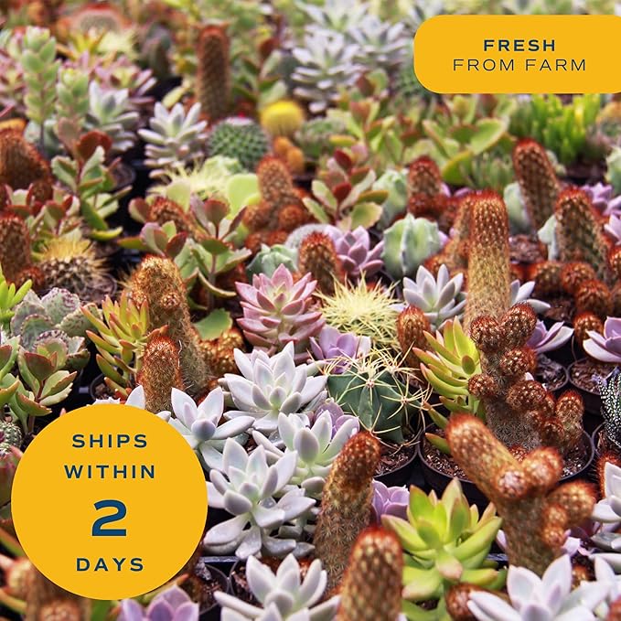 Costa Farms Mini Succulent Live Plant, Easy to Grow Echeveria Succulent in Cute Pot, Tabletop Succulents Room Decor, Housewarming, 4-Inches Tall | Valentines Day Gift | Valentines Day Decoration