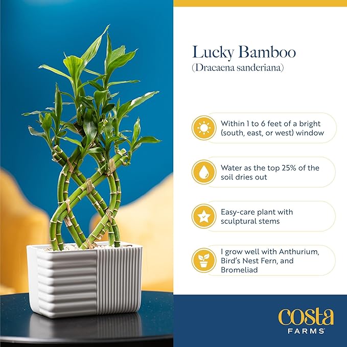 Costa Farms Lucky Bamboo Plant, Easy to Grow Live Houseplant in Indoor Bamboo Pot, Potting Mix, Grower's Choice, Birthday Gift, Home, Office, Plant Shelf Zen Room Decor, 12-Inches Tall