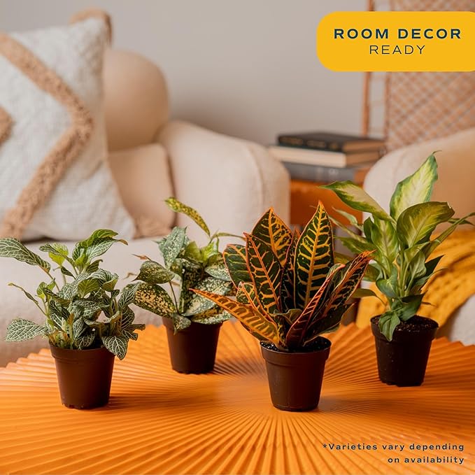 Costa Farms Live Indoor House Plants (6-Pack), Hand Selected Easy to Maintain Indoor Assorted Houseplants, Curated Air Purifying Mix, Low Light, Home Office Decor Plant Gift