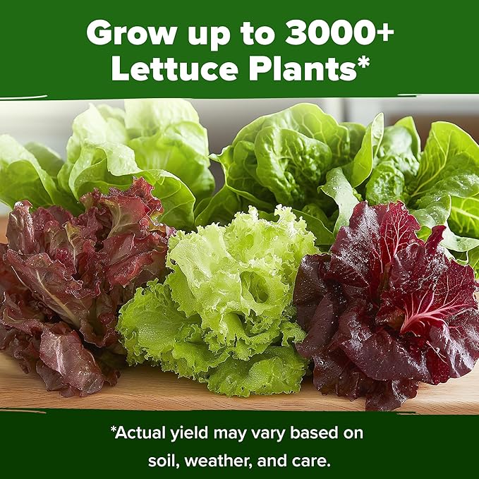 HOME GROWN Lettuce Seeds 5 Variety Mix 3950+ Bulk Pack Heirloom Non-GMO, High Germination, Romaine, Bibb, Buttercrunch, Iceberg, Black Seeded Simpson, Indoor Outdoor Hydroponic Garden (Lactuca sativa)