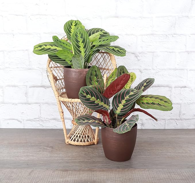 Thorsen's Greenhouse Prayer Plants Set of 2, Maranta leuconeura, Pet Safe Plants, Low Light Plants, Live Indoor Plants, 4" Diameter Plants, Classic Pots (Copper)