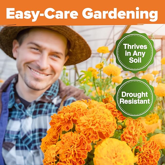 HOME GROWN Crackerjack Marigold Seeds 2.05oz - 15,000 Flower Seeds Planting Outdoor, Large Bulk Pack, High Germination, Companion Planting, Orange (Tagetes erecta)