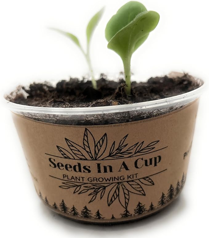 Herb Growing Kit | Indoor Herb Garden Starter | Premium Seeds and Soil | 3 Pack of Herbs | Multiple Combinations Available | (Culinary Trio: Cilantro Mint Chives)