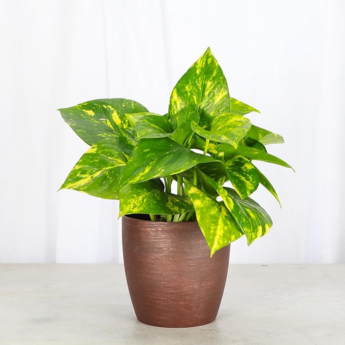 Thorsen's Greenhouse Golden Pothos, Live Indoor Vining Plant, Easy to Grow, Variegated Houseplant, Natural Air Purifier (Copper, 4-inch Pot)