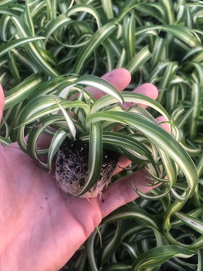 2 Pack ~ Spider Plant ~ Bonnie Curly Spider Plant ~ Live Plant for Home Office Decor ~ Air Purifying, Low Maintenance, Curly Foliage, Indoor Outdoor