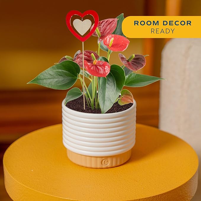 Costa Farms Live Anthurium Indoor Houseplant, Flamingo Flower with Heart-Shaped Red Blooms, 10-14 Inches Tall in Decorative Pot with Decoration, Air Purifier for Home or Office Decor, Gift for Her