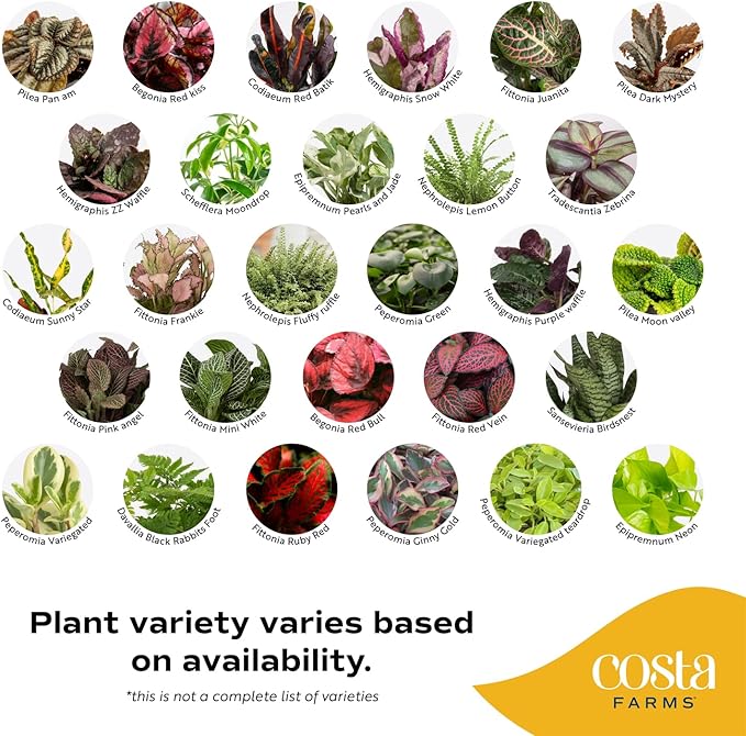 Costa Farms Mini Live Indoor Houseplants (12-Pack), Starter Plants in Nursery Pots, Assorted Foliage Mix (Varieties May Vary), Bulk Tiny Plants for DIY Terrariums, Party Favors, and Home Office Decor