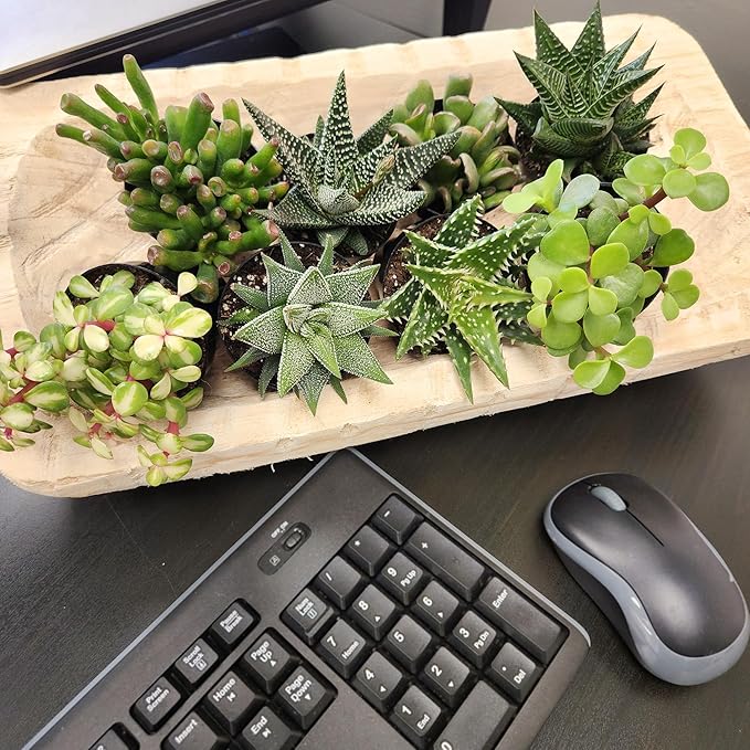 Altman Plants, Assorted Succulents Plants Live Houseplants (4PK), Succulent Plants Home Office Plants Live Indoor Plants, Live Plants Indoor House Plants, Easy Care Plants, Desk Plants, Kitchen Plants