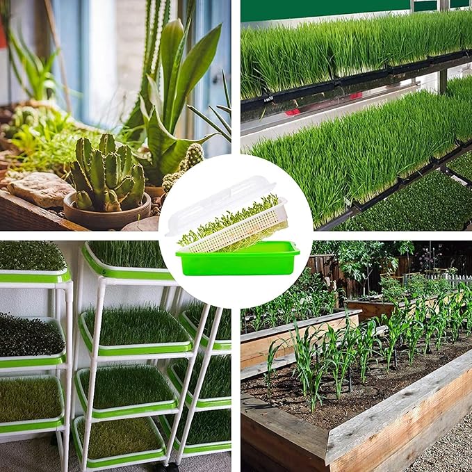 Legigo 5 Pack Seed Sprouter Trays with Lids- Soil-Free Cultivation Germination Tray, BPA Free Micro Greens Growing Trays Seed Sprouting Trays Kit with Germinating Paper for Wheatgrass, Beans and More