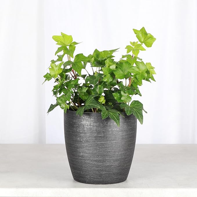Thorsen's Greenhouse Live Green English Ivy Plant, Hedera Helix, Natural Air Purifier, Easy to Grow, Live Indoor Houseplant, 4" Diameter Pot (Brushed Silver)
