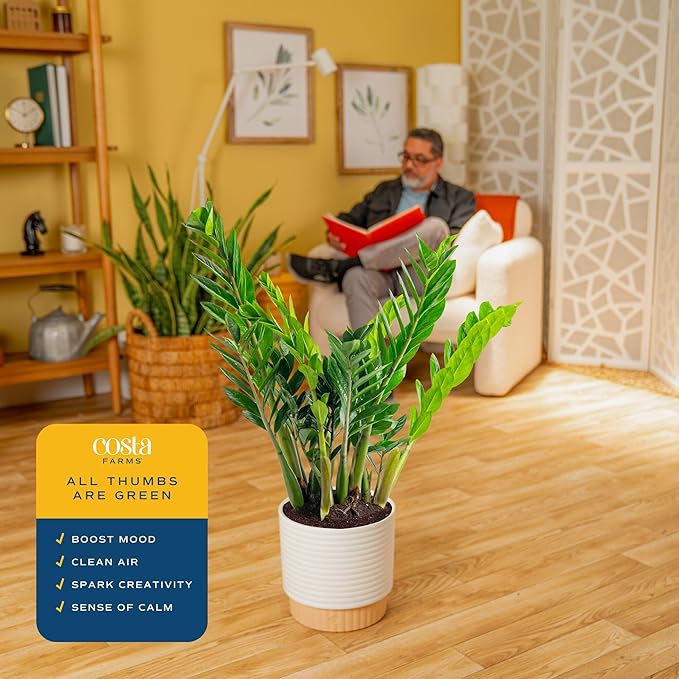 Costa Farms ZZ Live Plant in Decorative Pot, Easy to Maintain, Large Air Purifying Indoor Houseplant, Perfect for Home, Room, or Office Decor, Great House Warming or Birthday Gift, 2-3 Feet Tall