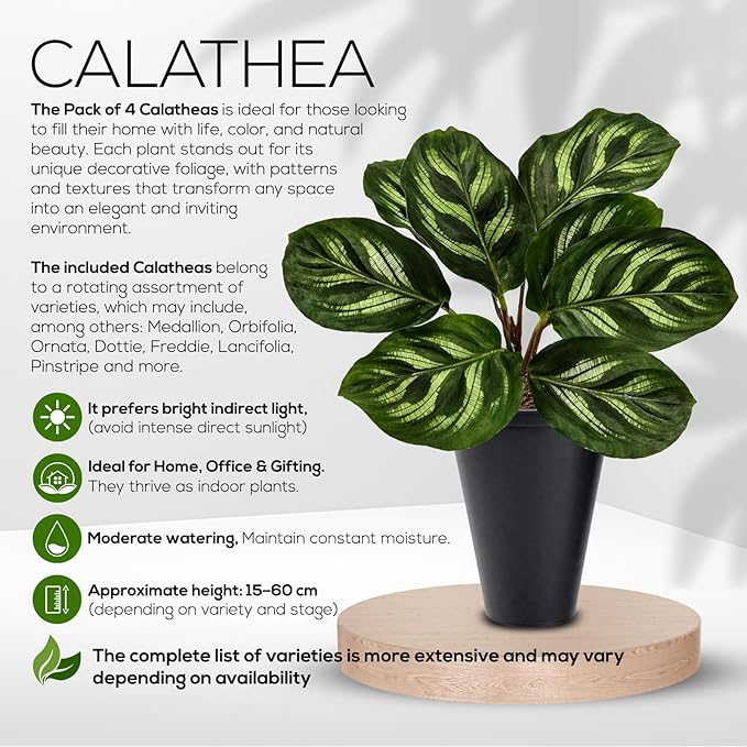 Calathea Collection (4 Pack) Live Plants – Stunning Foliage Prayer Plants Like Orbifolia, Rose Painted, White Star & Dottie – Easy Indoor Tropical Plants – Pet Friendly – Natural Air Purifiers