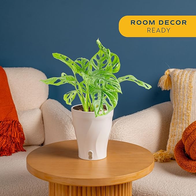 Costa Farms Little Monstera Plant, Easy to Grow Houseplant, Live Indoor Plant Potted in Cute Garden Plant Pot, Potting Soil, Housewarming Gift, Home, Office, and Tropical Room Decor, 12-Inches Tall